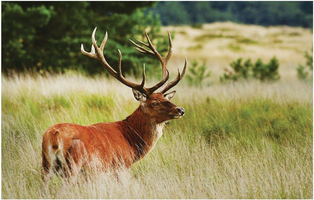 natuurpark hoefbos otterlo veluwe hoge veluwe, kröller-müller museum